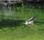 August 2012 - Dry Fly Atlantic Salmon Fishing