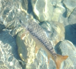 Mighty Golden Mahseer - Cast For River Gold
