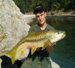 Golden Mahseer At Corbett-Ramganga