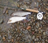 Scottish Borders Grayling Guided Package