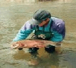 Fly Fishing Walk Wade Trip Colorado