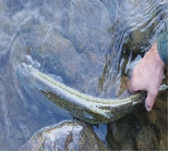 Fishing The Colorado River