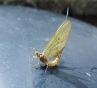 Lough Corrib - Fly Fishing Lake