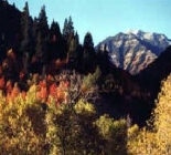 Provo River Fly Fishing In Utah